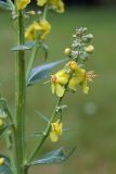 Verbascum lychnitis