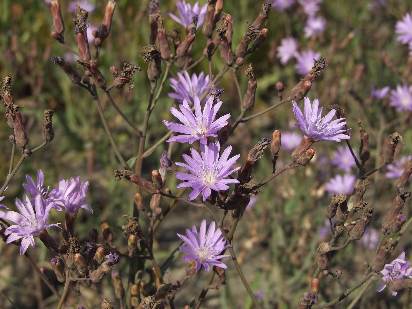 Image of Lactuca tatarica specimen.