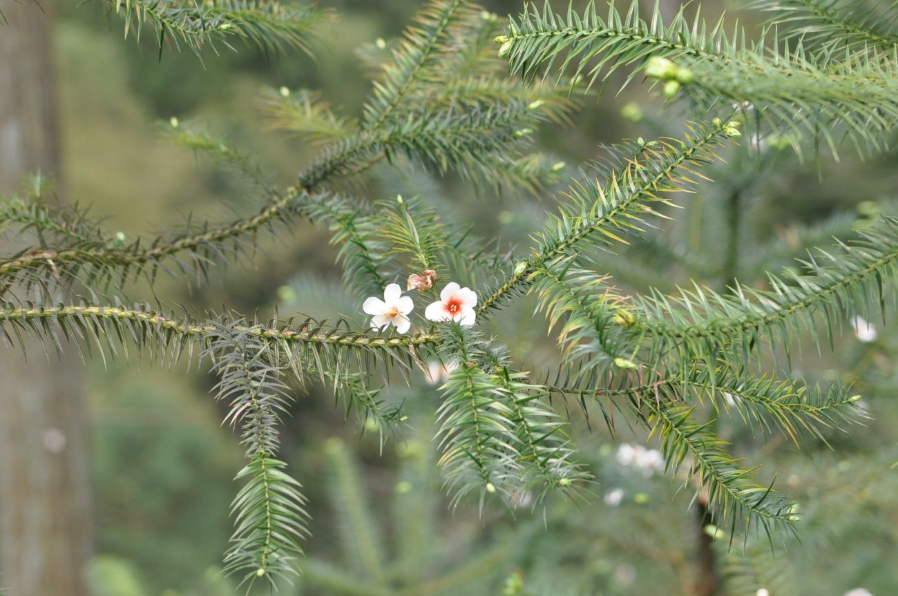 Image of Cunninghamia lanceolata specimen.