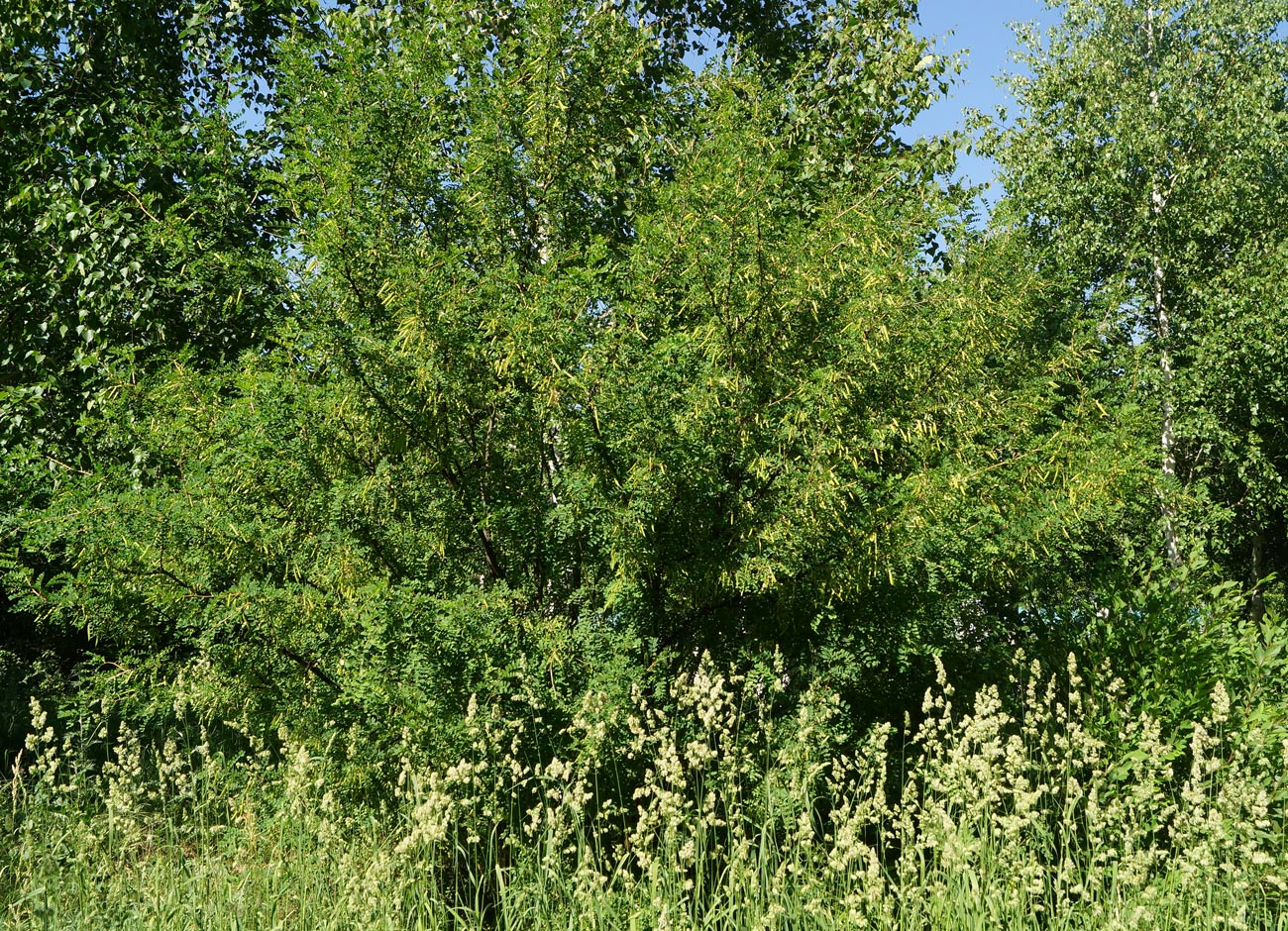 Изображение особи Caragana arborescens.