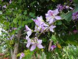 Bauhinia variegata