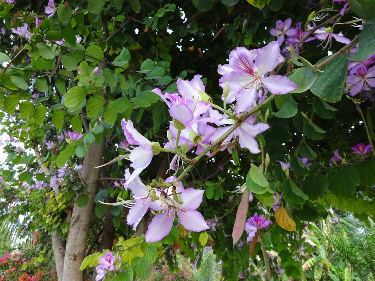 Image of Bauhinia variegata specimen.