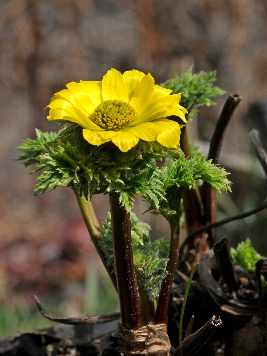 Image of Adonis chrysocyathus specimen.