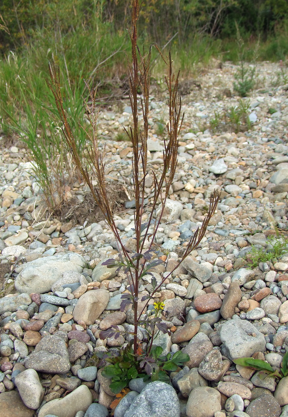 Image of Barbarea orthoceras specimen.