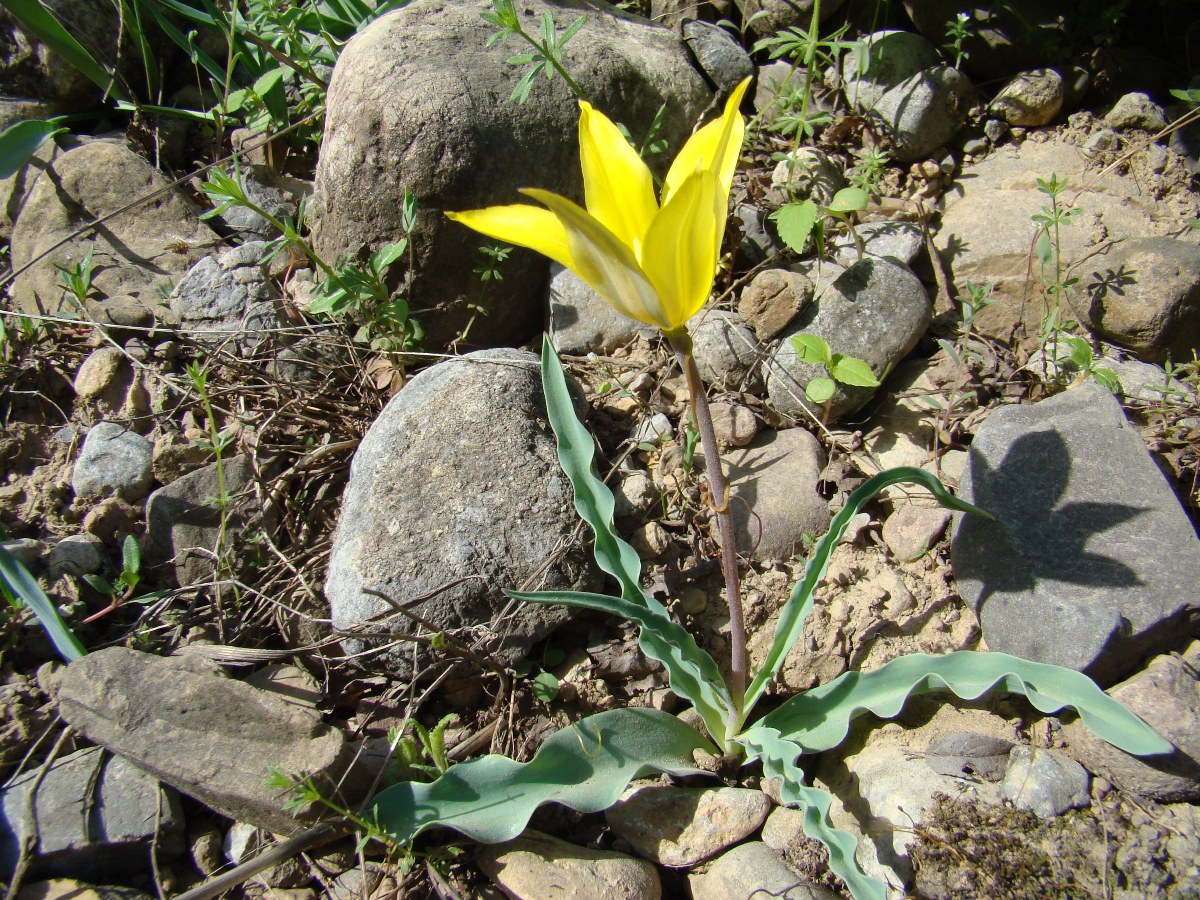 Изображение особи Tulipa zonneveldii.