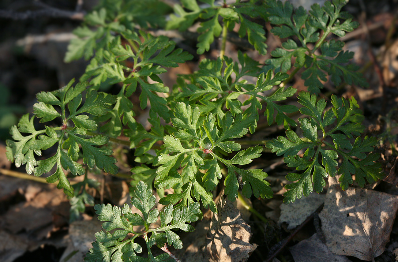 Image of Geranium robertianum specimen.