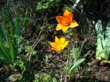 Tulipa zenaidae