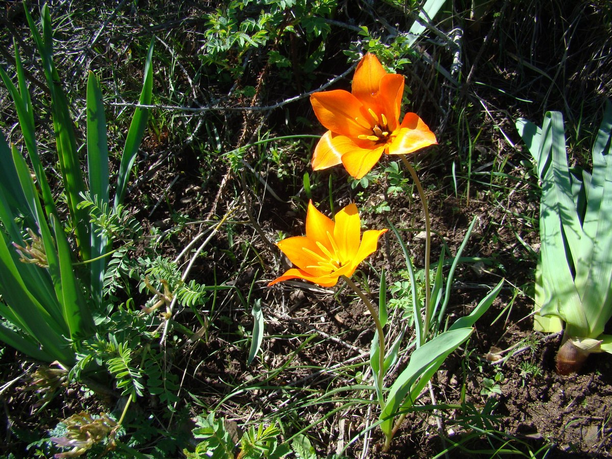 Image of Tulipa zenaidae specimen.