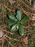 Chimaphila umbellata. Вегетирующее растение. Ленинградская обл., Лужский р-н, 136 км шоссе М-20, сосняк лишайниково-зеленомошный на песке. 28.04.2018.