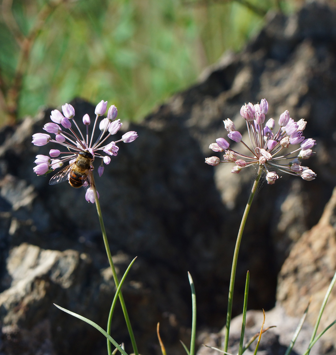 Изображение особи Allium rubens.