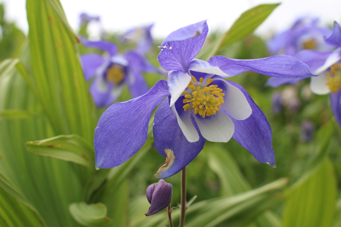 Изображение особи Aquilegia jucunda.