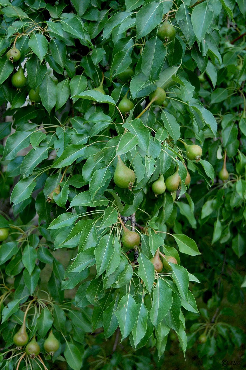 Image of Pyrus communis specimen.