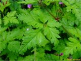 Geranium robertianum