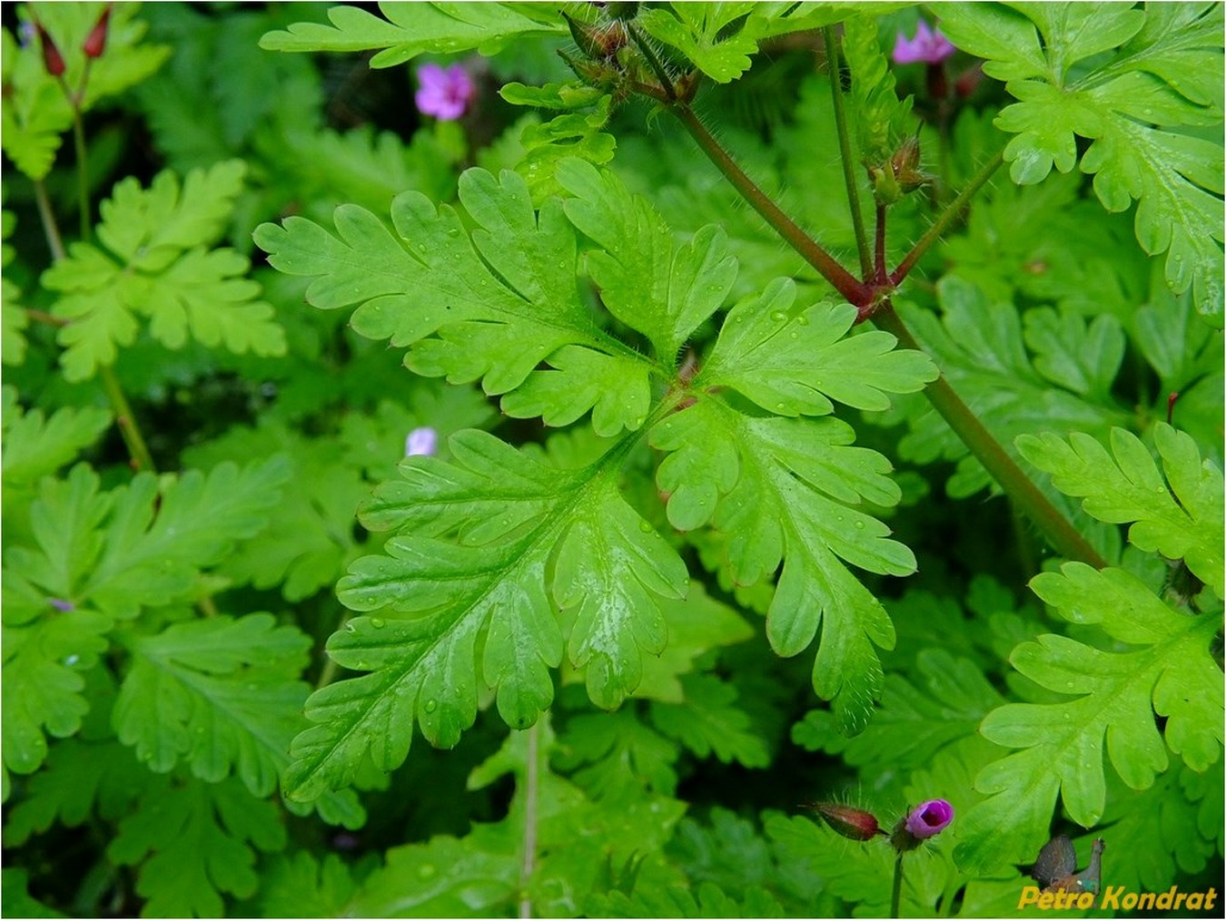 Image of Geranium robertianum specimen.