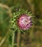 Carduus thoermeri