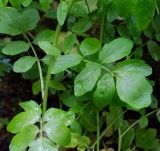 Cardamine amara