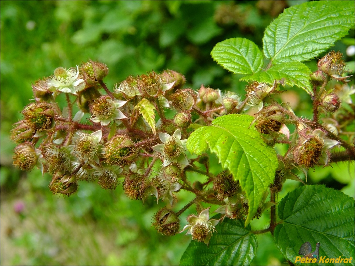 Изображение особи Rubus hirtus.