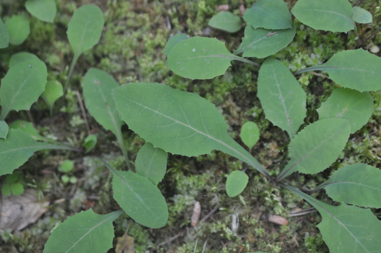 Image of familia Asteraceae specimen.