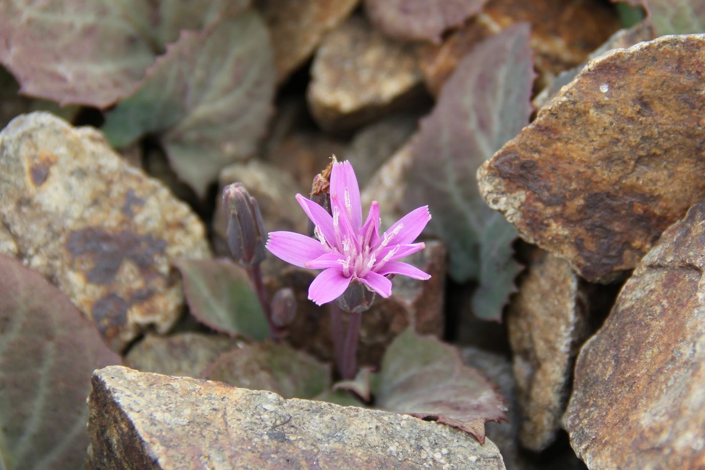 Изображение особи Lactuca mira.