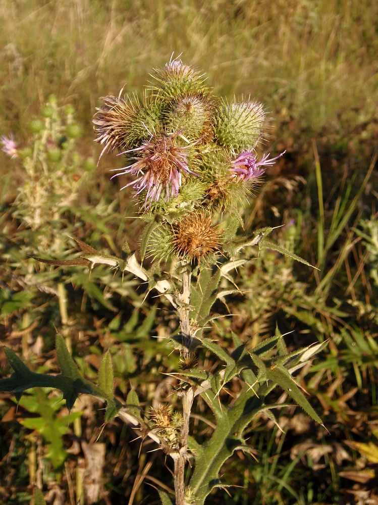 Изображение особи Cirsium laniflorum.