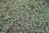Euphorbia cyparissias