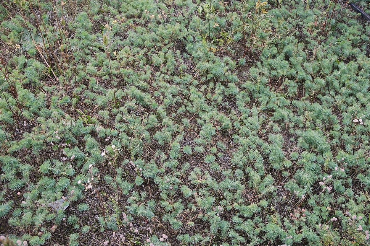 Изображение особи Euphorbia cyparissias.