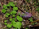 Corydalis lacrimuli-cuculi