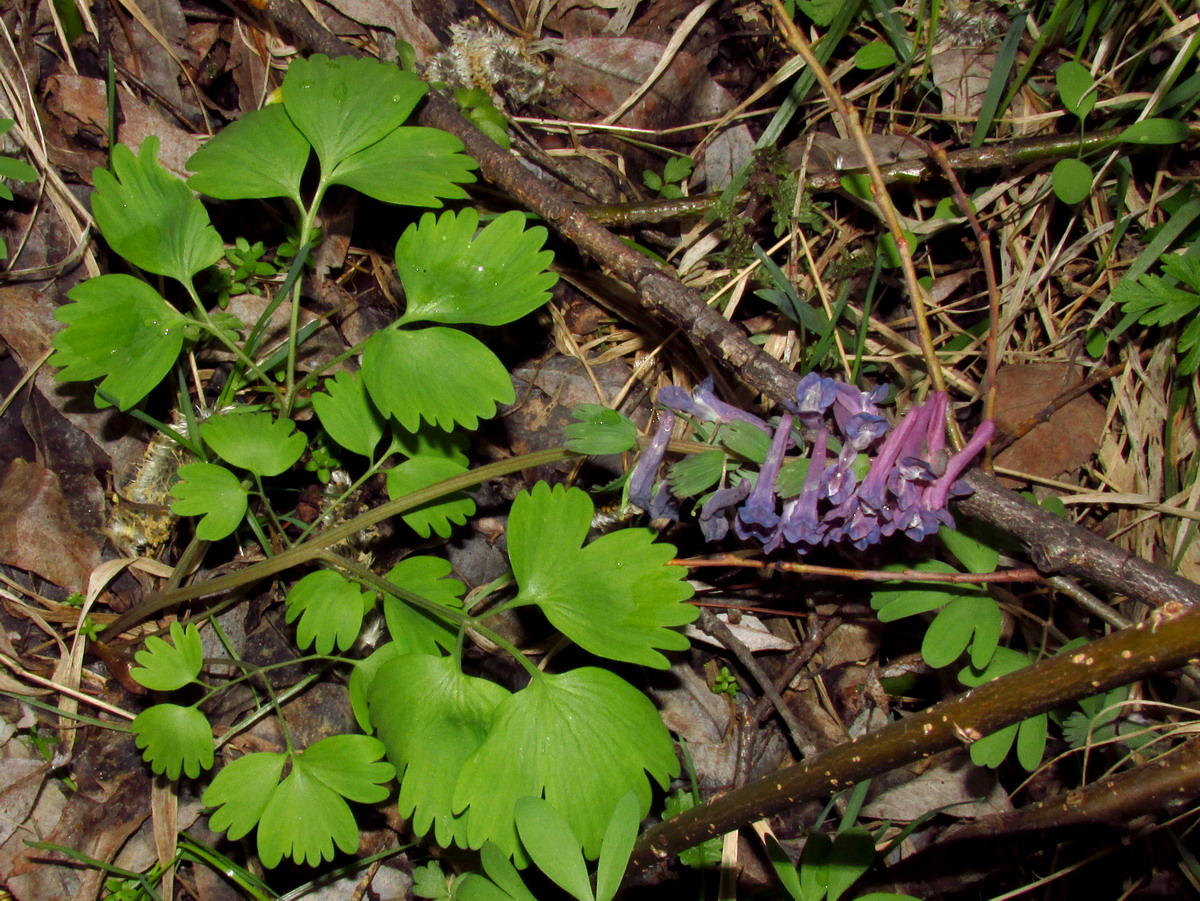 Image of Corydalis lacrimuli-cuculi specimen.