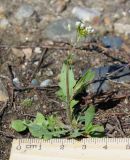 Capsella bursa-pastoris. Цветущее растение. Восточный Казахстан, г. Усть-Каменогорск, правый берег р. Иртыш, обочина асфальтированной дороги возле стадиона. 21.05.2018.