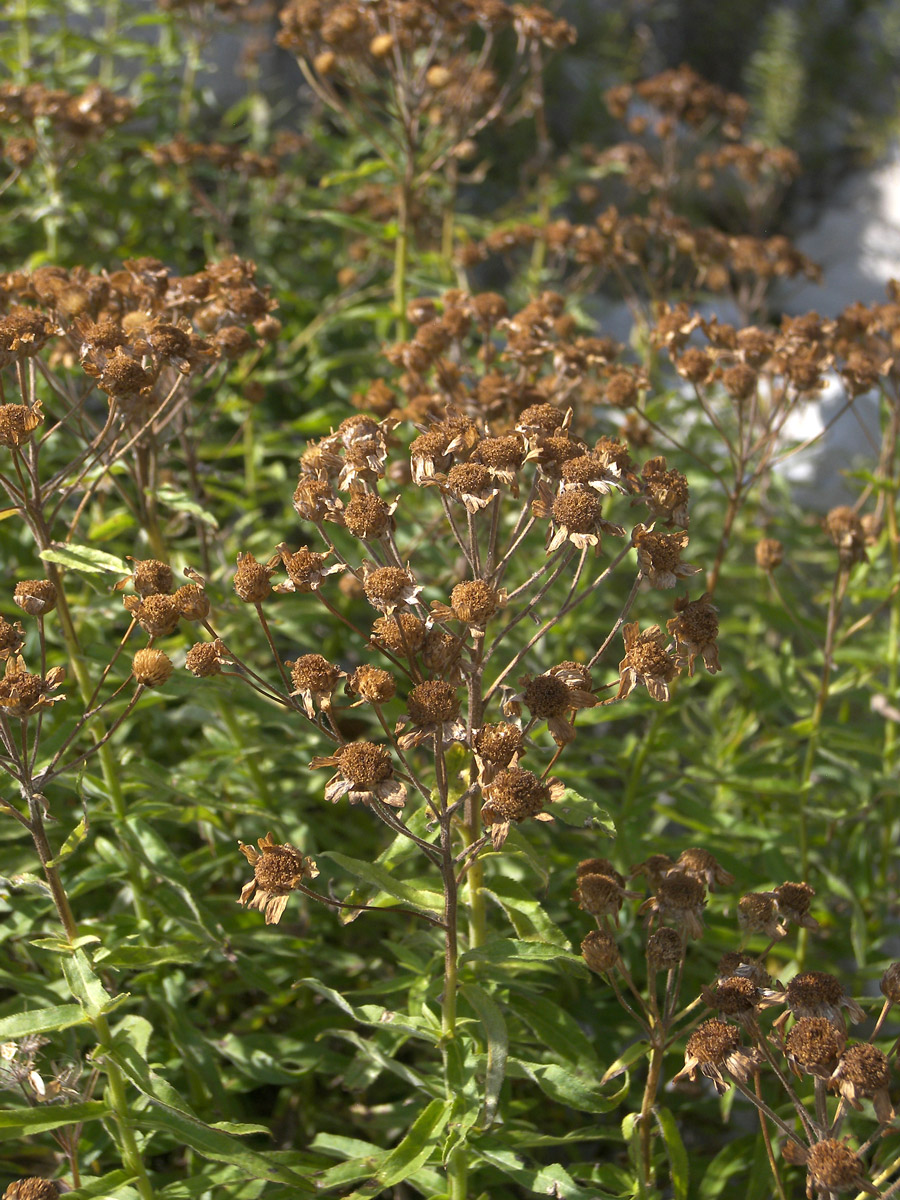 Image of Achillea biserrata specimen.