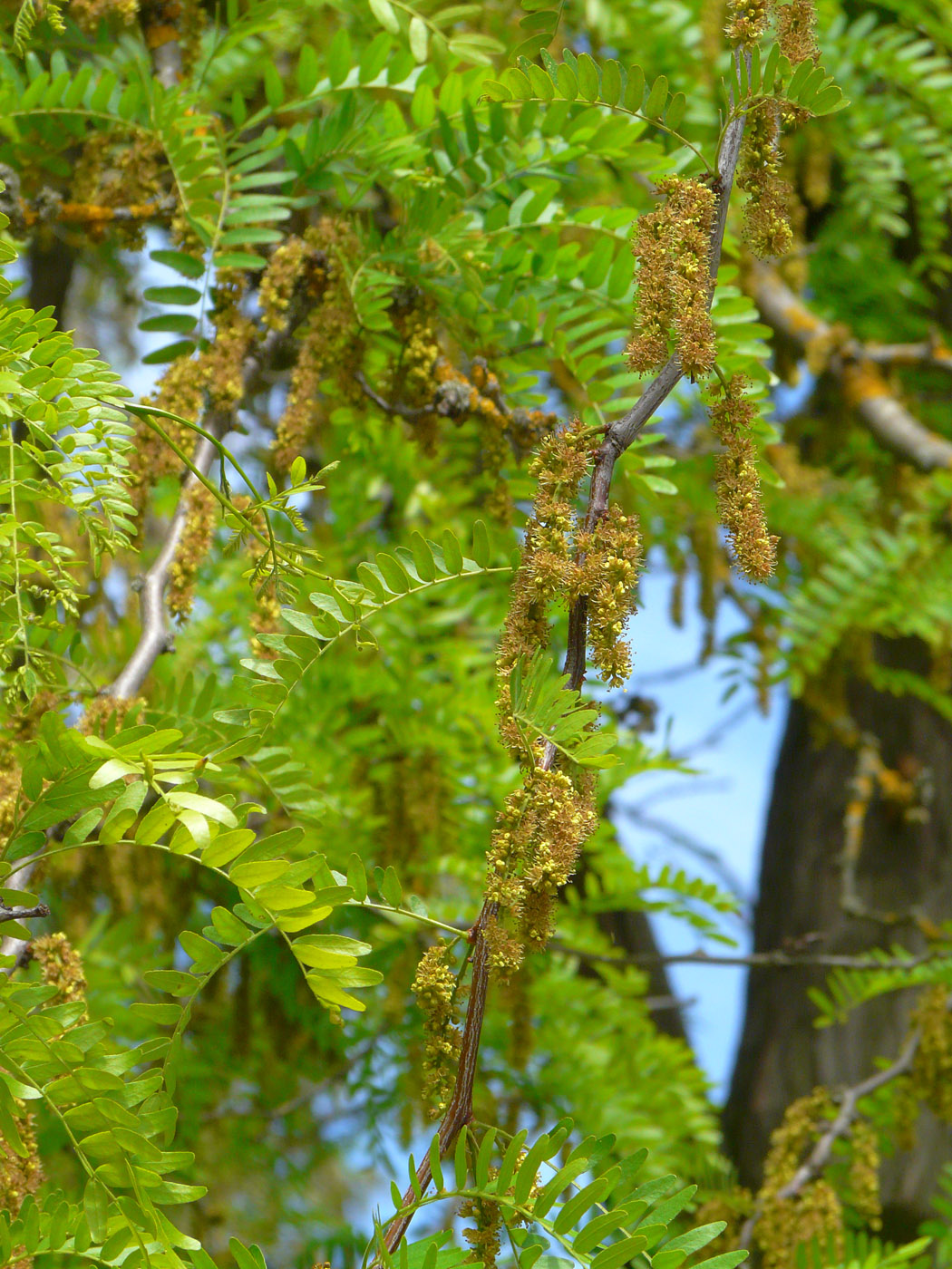 Изображение особи Gleditsia triacanthos.