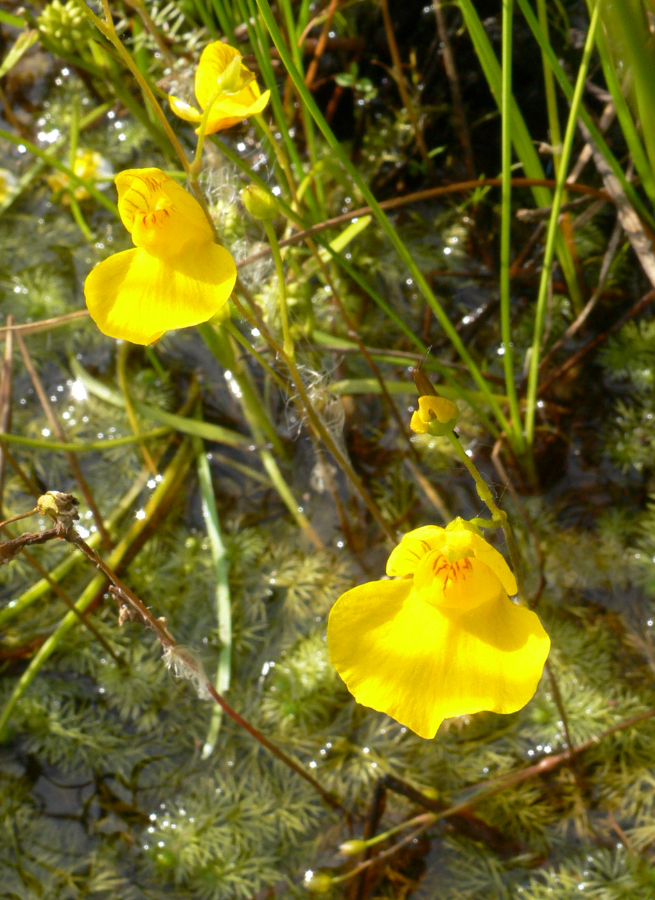 Image of Utricularia intermedia specimen.