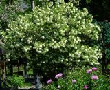 Viburnum opulus f. roseum