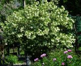 Viburnum форма roseum