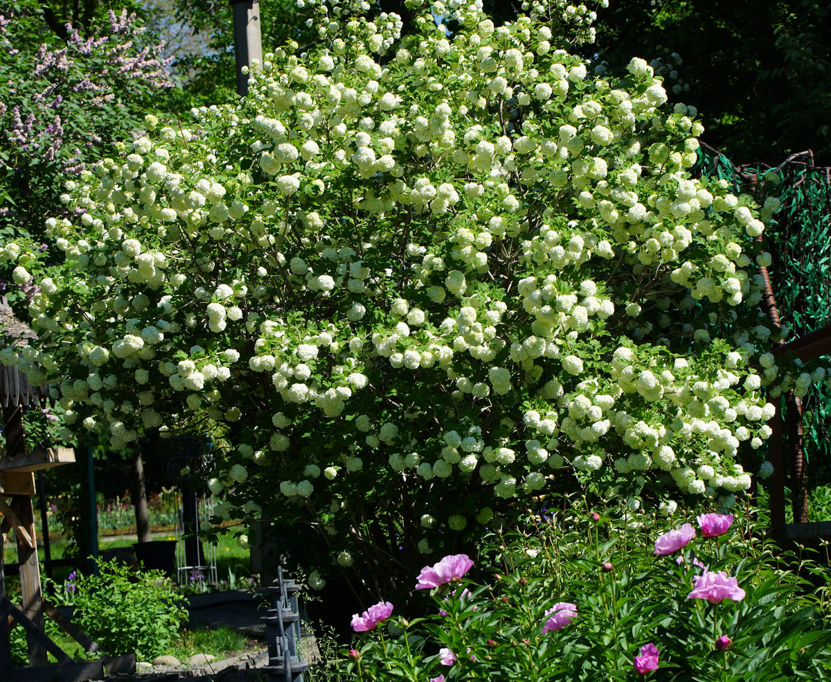 Изображение особи Viburnum opulus f. roseum.