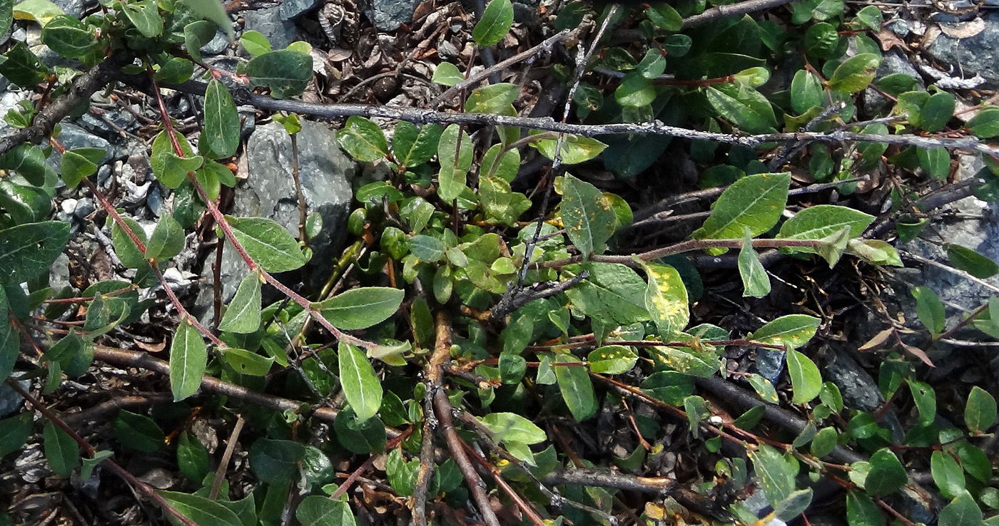 Image of Salix hastata specimen.