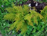 Athyrium distentifolium