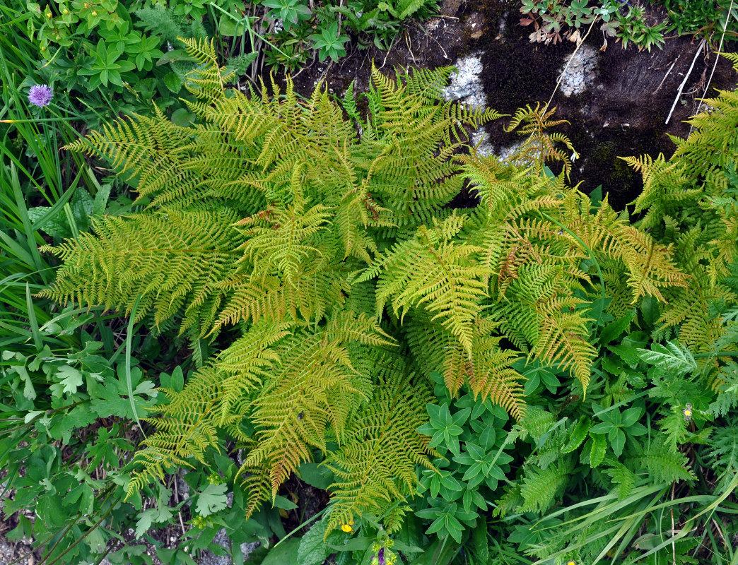 Изображение особи Athyrium distentifolium.