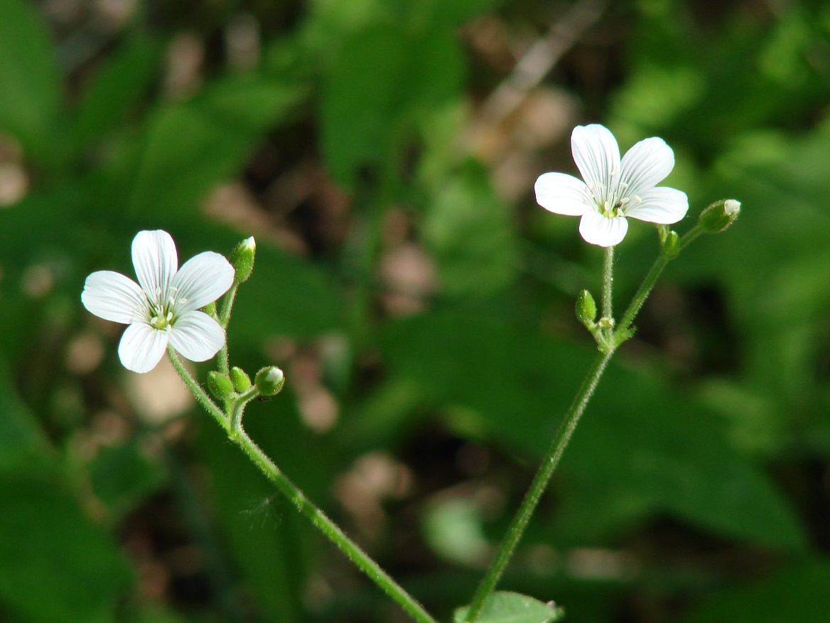 Изображение особи Cerastium pauciflorum.