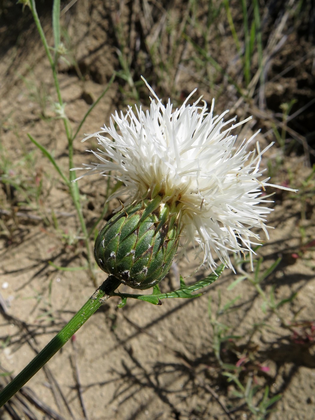 Image of Klasea centauroides specimen.