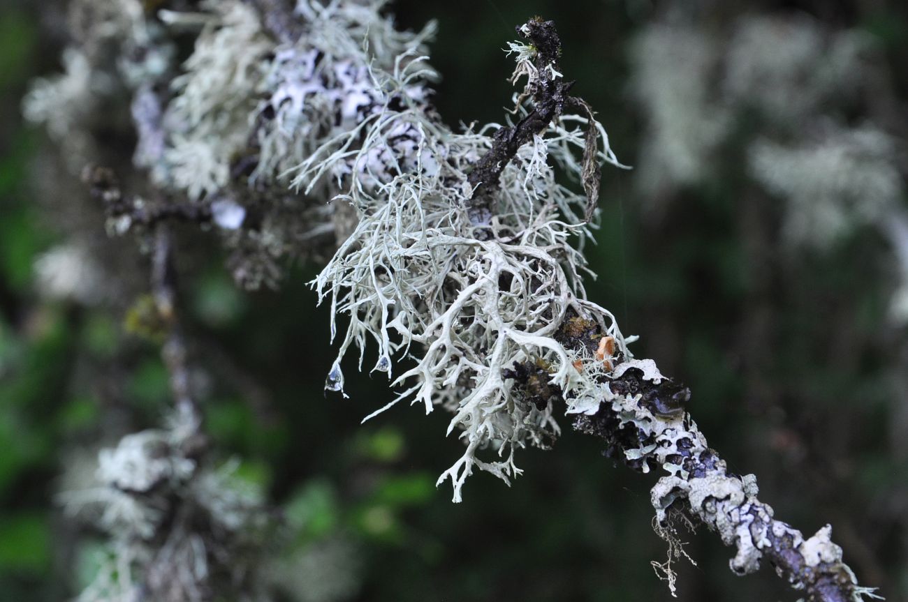 Изображение особи семейство Parmeliaceae.