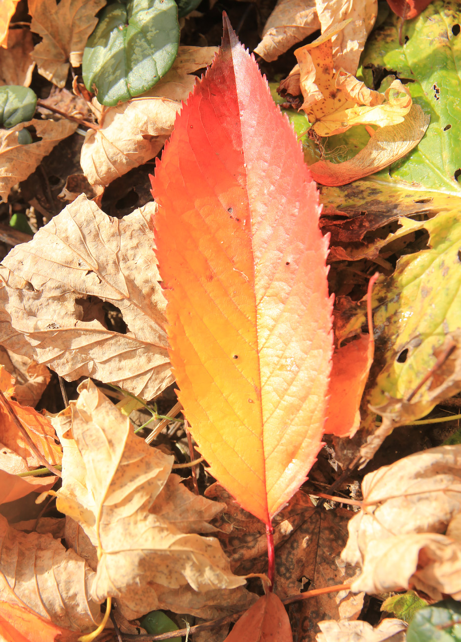 Image of Cerasus avium specimen.