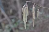 род Corylus