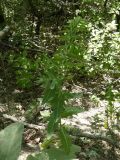 Hyoscyamus niger. Растения с завязавшимися плодами. Южный Берег Крыма, окр. г. Ялта. 11.06.2010.