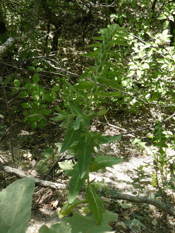Image of Hyoscyamus niger specimen.