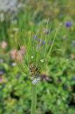 Allium nutans