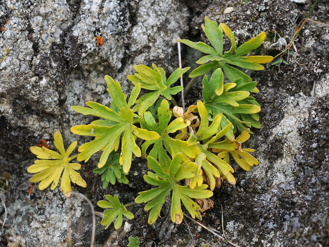 Image of Viola dissecta specimen.