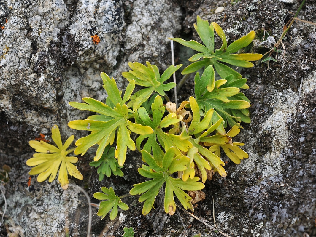 Изображение особи Viola dissecta.