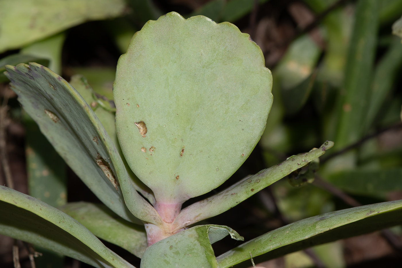 Image of Kalanchoe marmorata specimen.