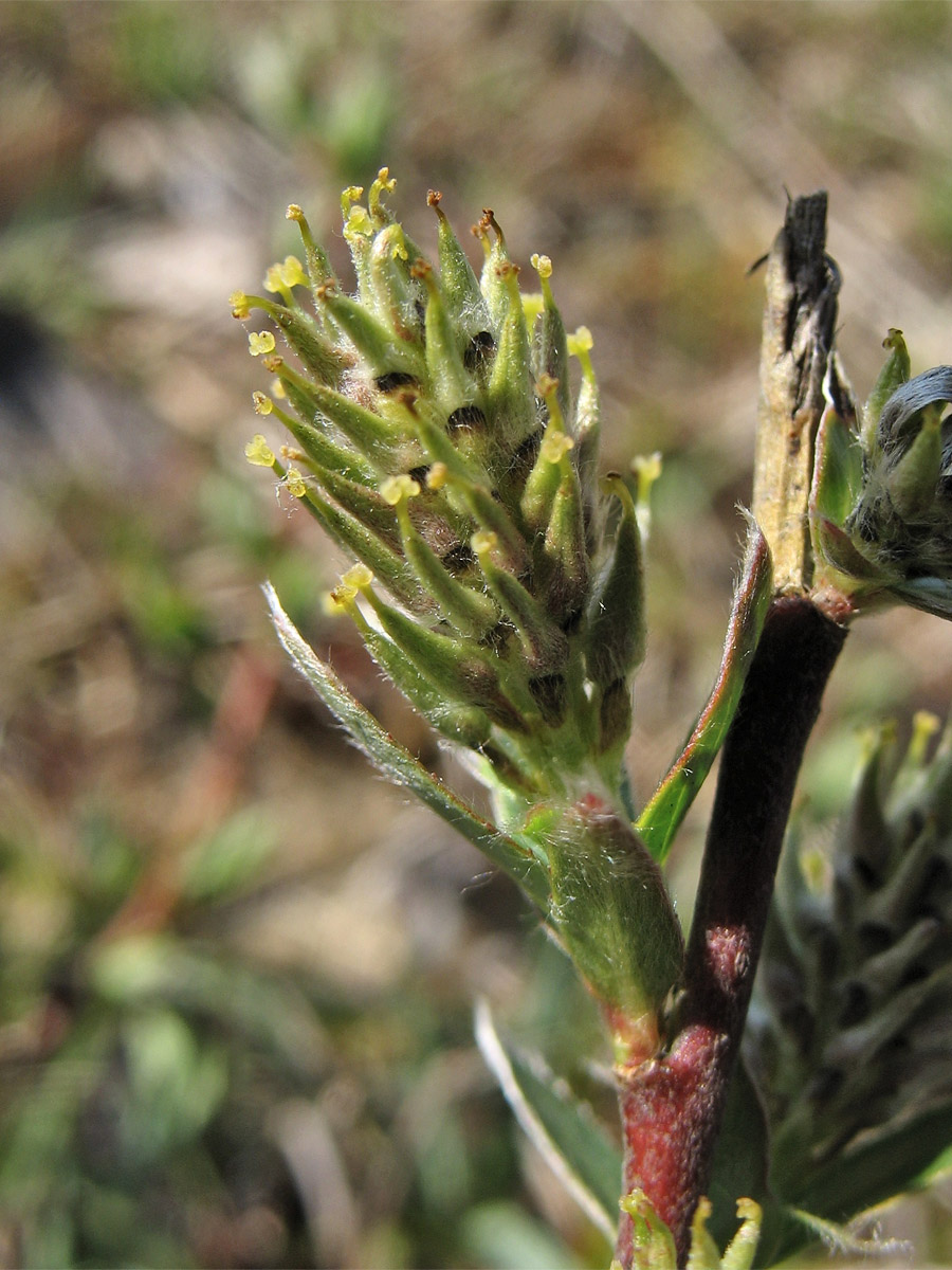 Изображение особи Salix repens.